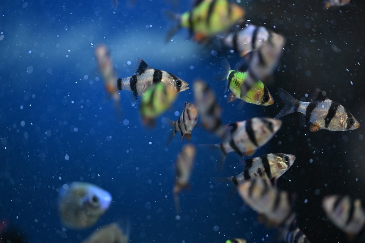 Akvaryum balıklarının görsel şöleni