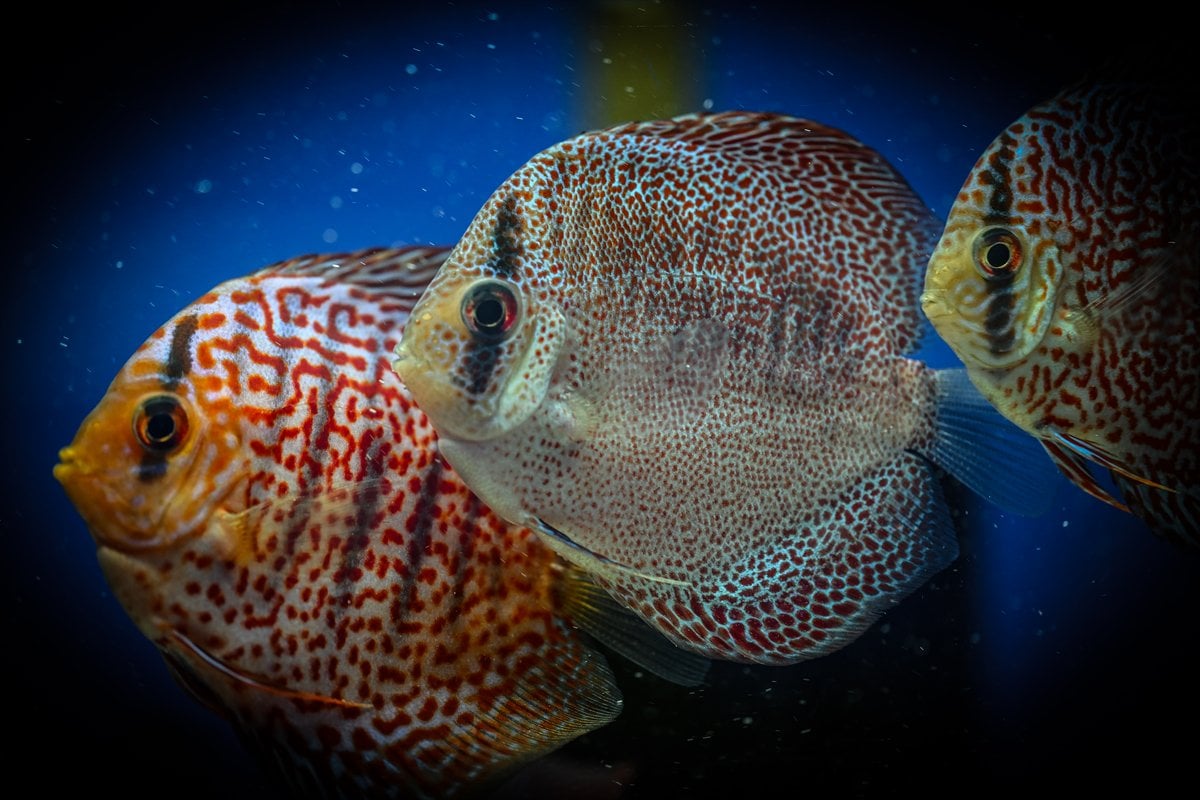 Akvaryum balıklarının görsel şöleni