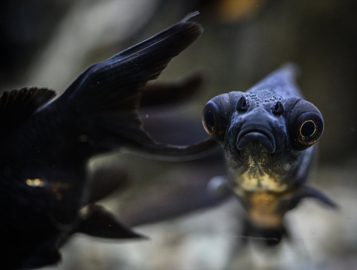 Akvaryum balıklarının görsel şöleni