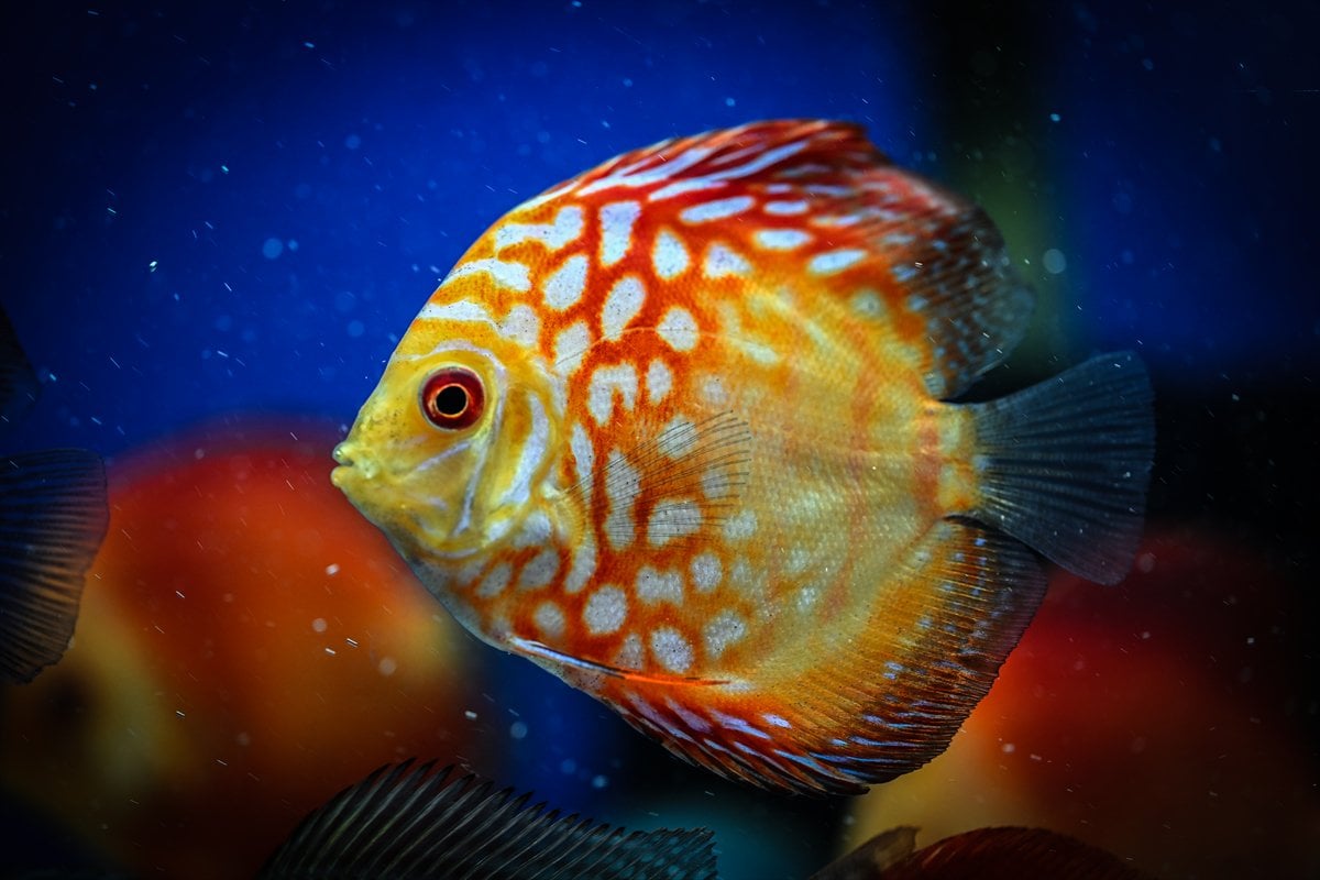 Akvaryum balıklarının görsel şöleni