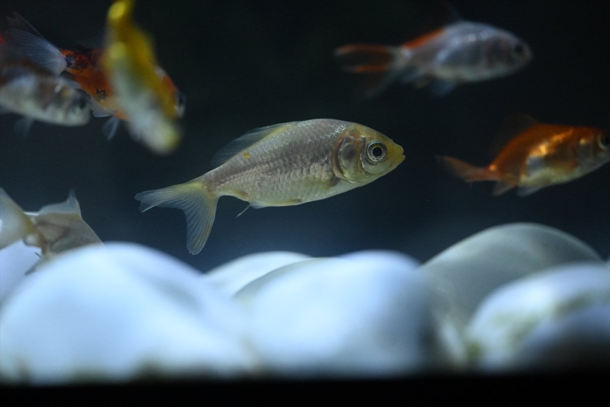 Akvaryum balıklarının görsel şöleni