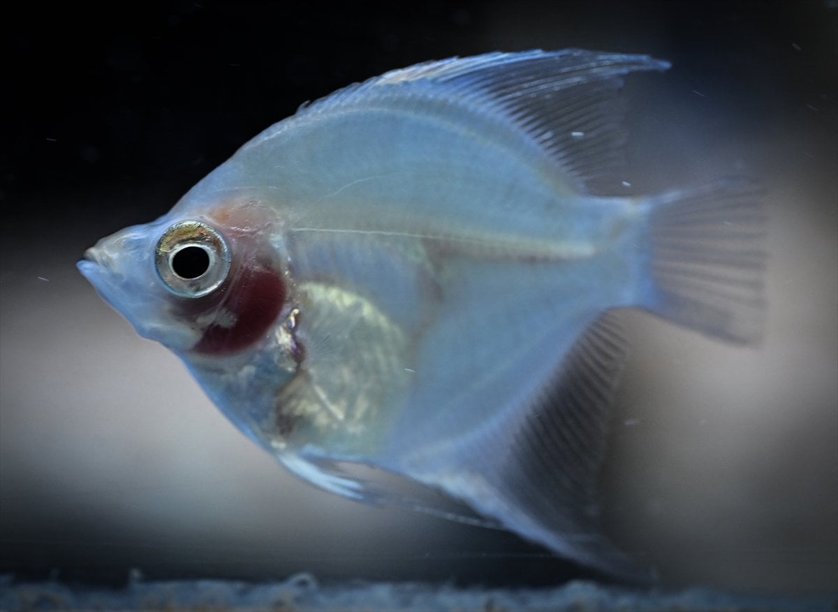 Akvaryum balıklarının görsel şöleni