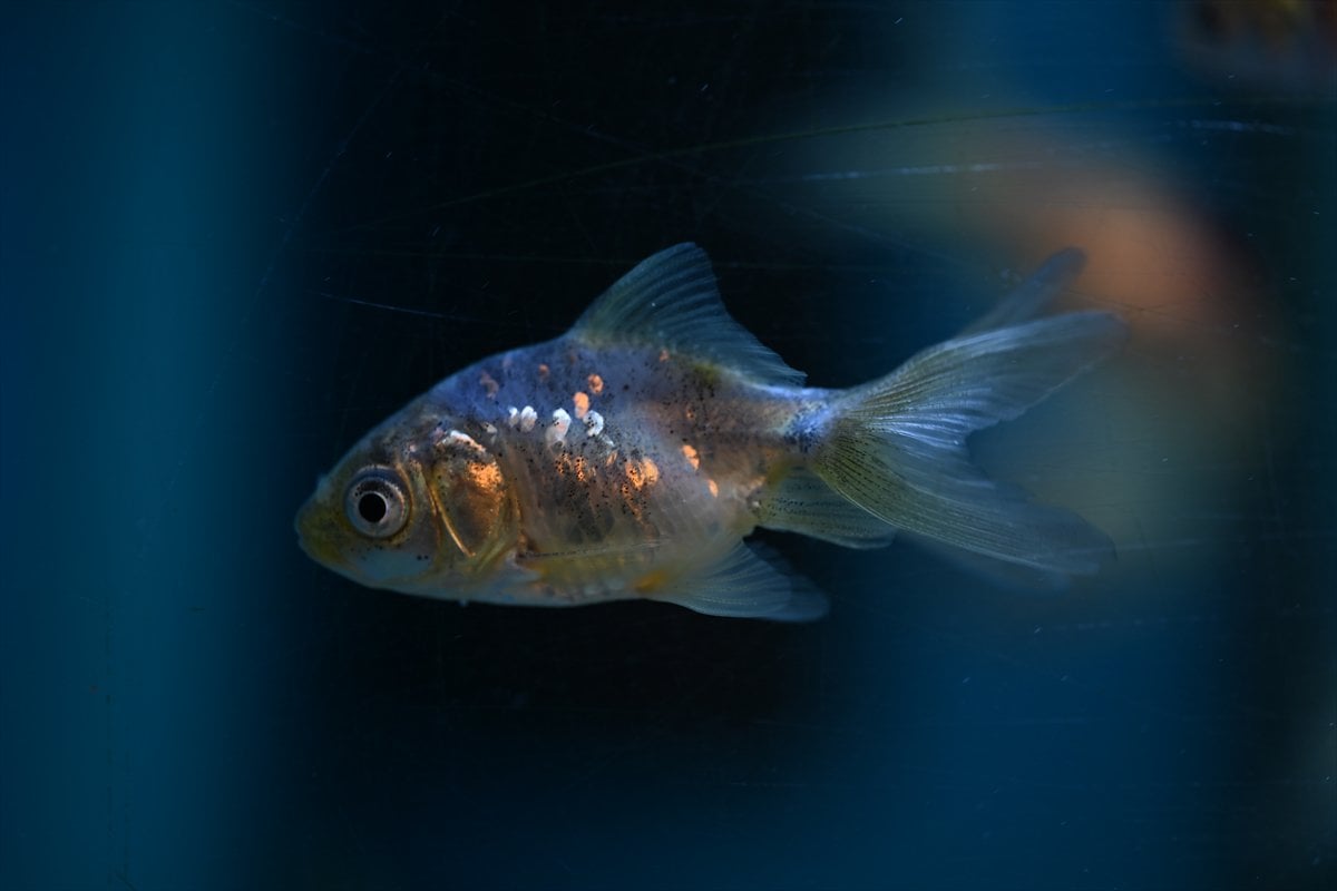 Akvaryum balıklarının görsel şöleni