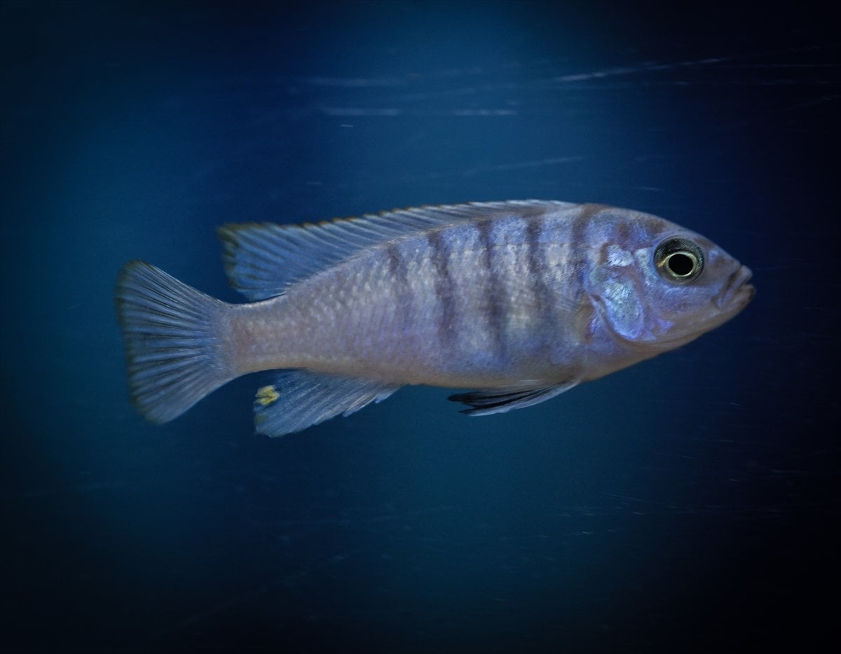 Akvaryum balıklarının görsel şöleni