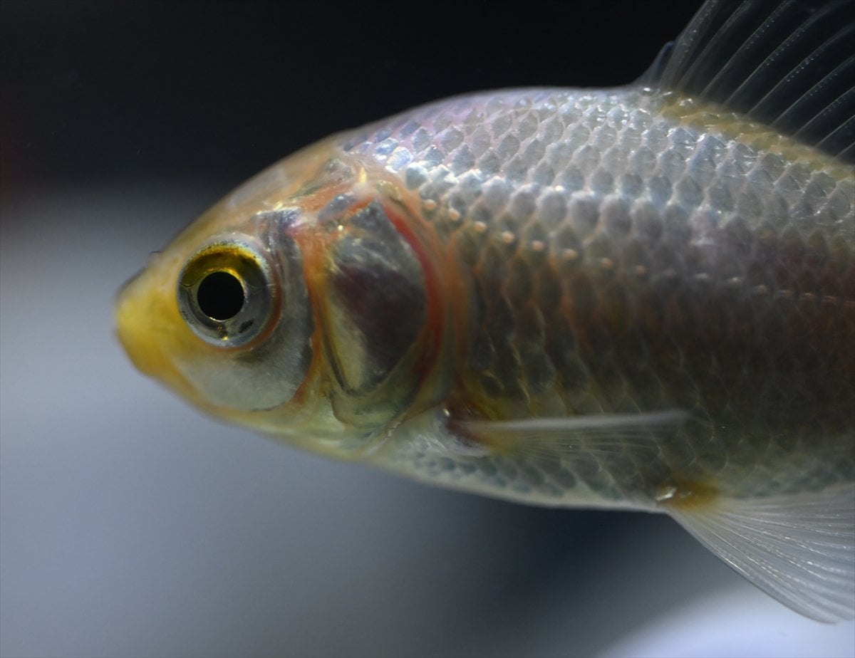 Akvaryum balıklarının görsel şöleni