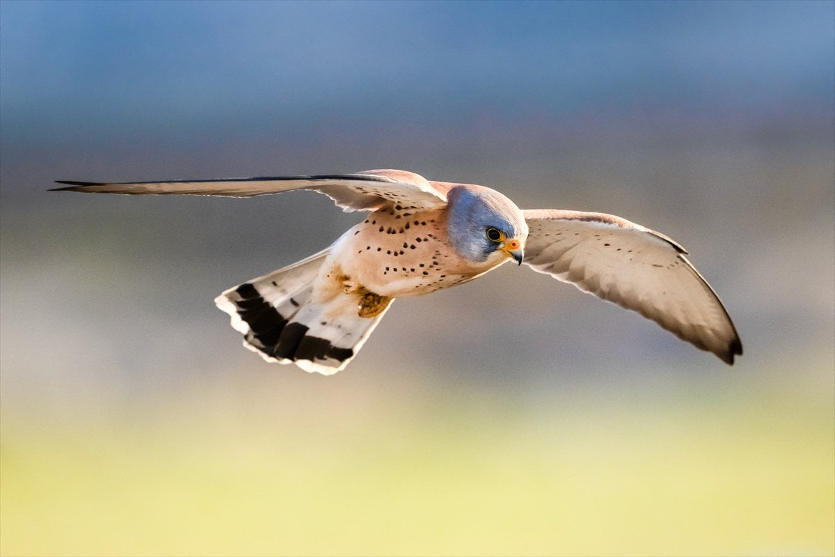 Küçük kerkenezlerin göç yolculuğu: Konya'ya ulaştılar