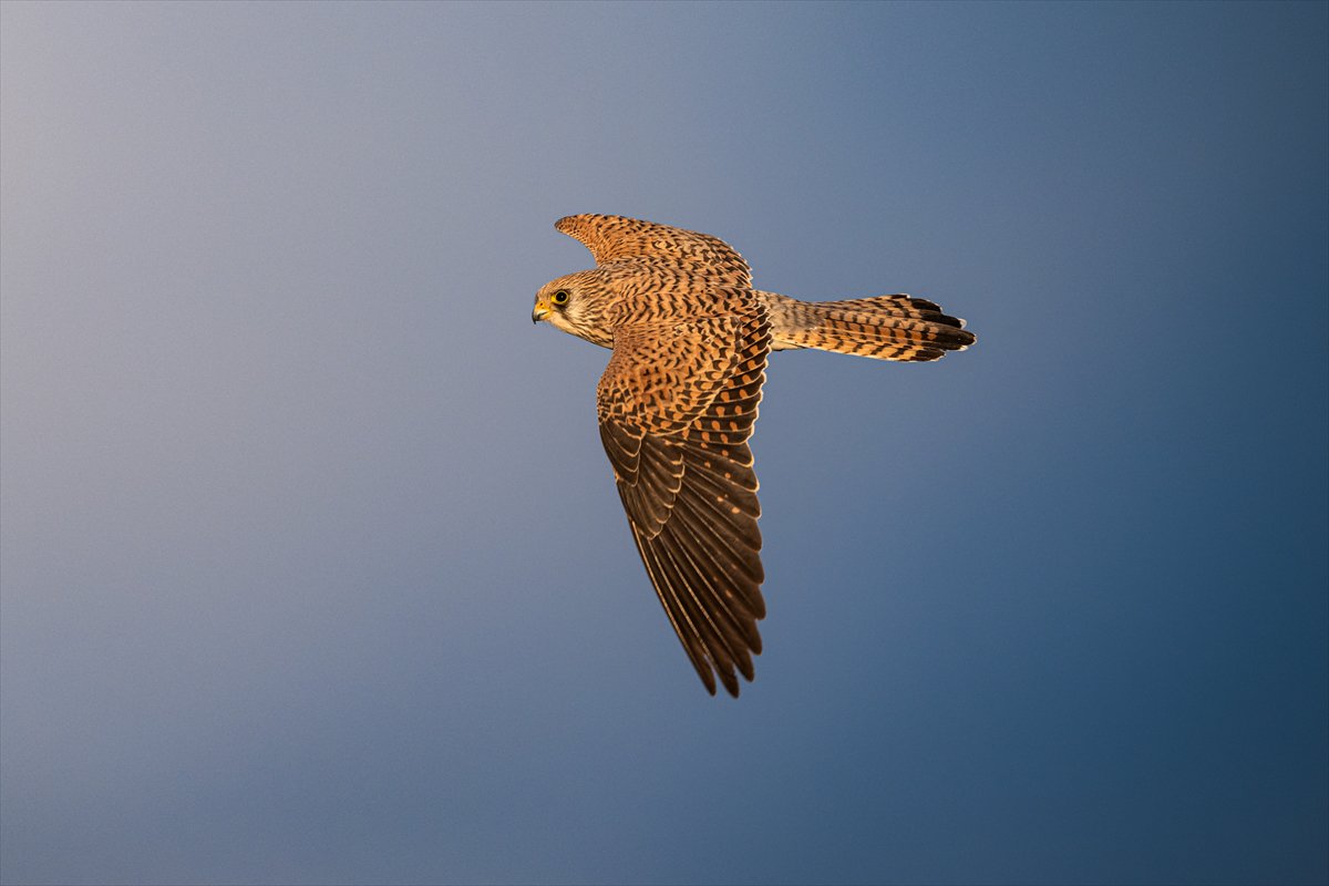 Küçük kerkenezlerin göç yolculuğu: Konya'ya ulaştılar