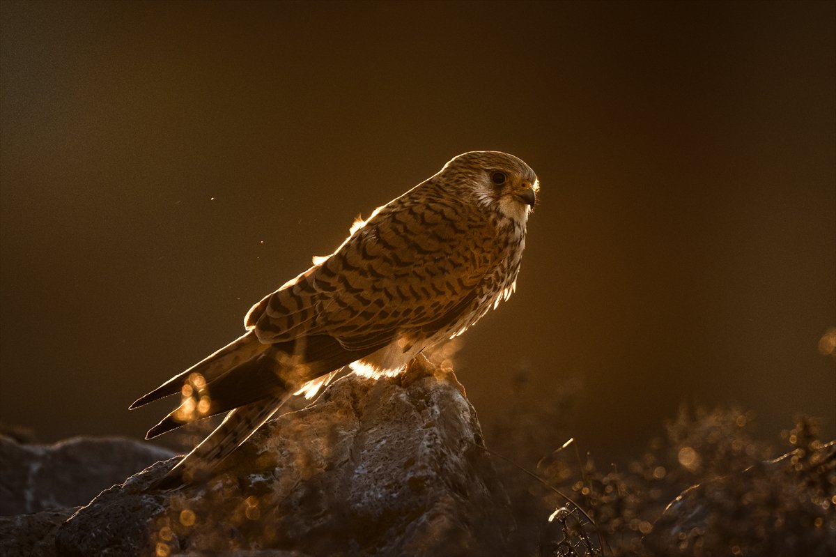Küçük kerkenezlerin göç yolculuğu: Konya'ya ulaştılar