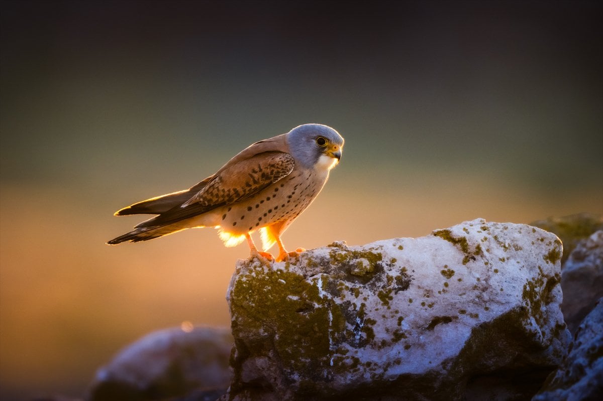 Küçük kerkenezlerin göç yolculuğu: Konya'ya ulaştılar