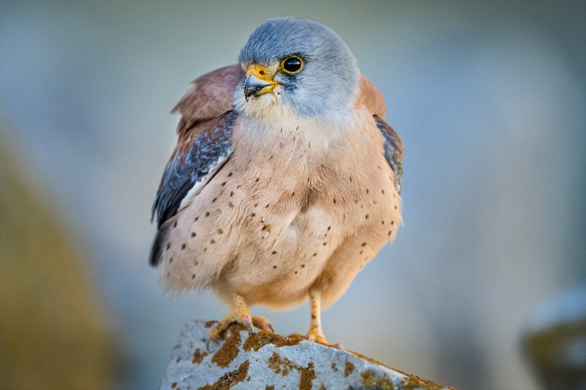 Küçük kerkenezlerin göç yolculuğu: Konya'ya ulaştılar