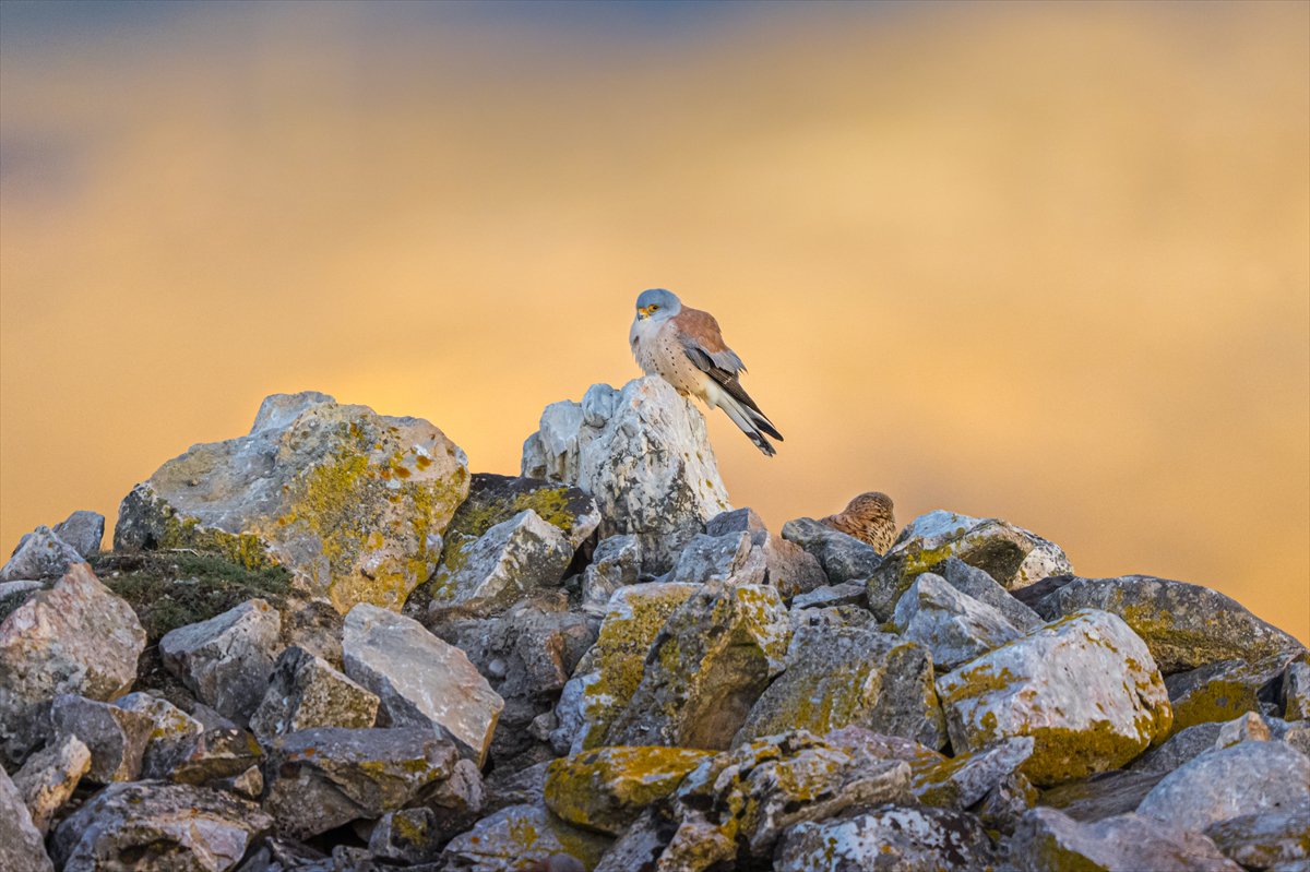 Küçük kerkenezlerin göç yolculuğu: Konya'ya ulaştılar
