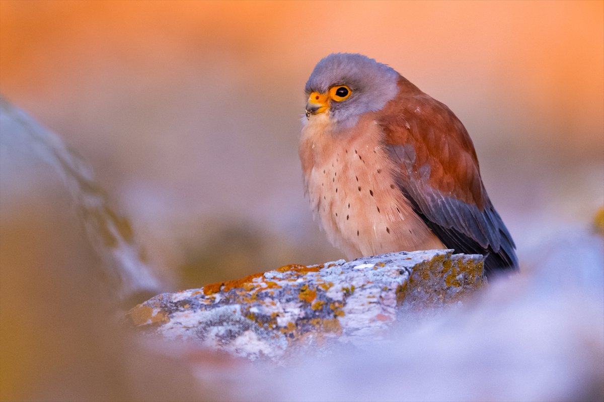 Küçük kerkenezlerin göç yolculuğu: Konya'ya ulaştılar