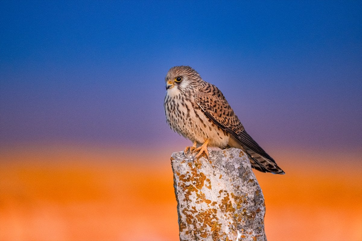 Küçük kerkenezlerin göç yolculuğu: Konya'ya ulaştılar