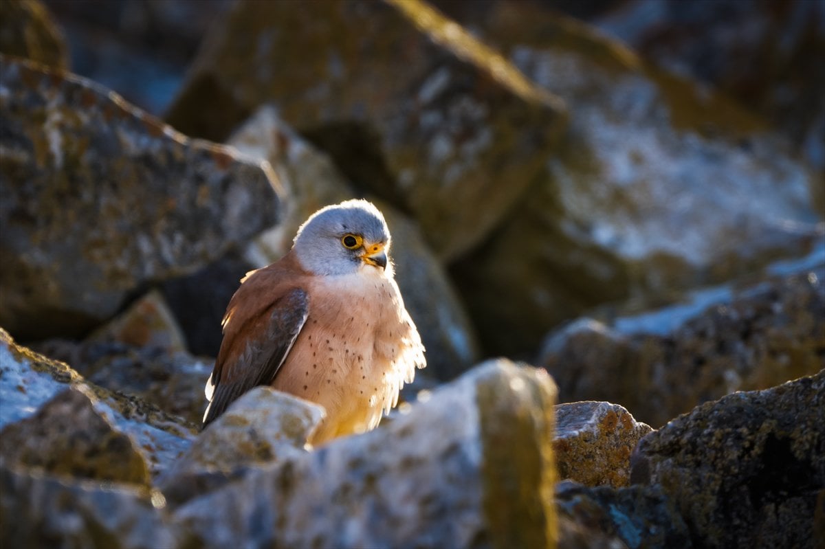 Küçük kerkenezlerin göç yolculuğu: Konya'ya ulaştılar
