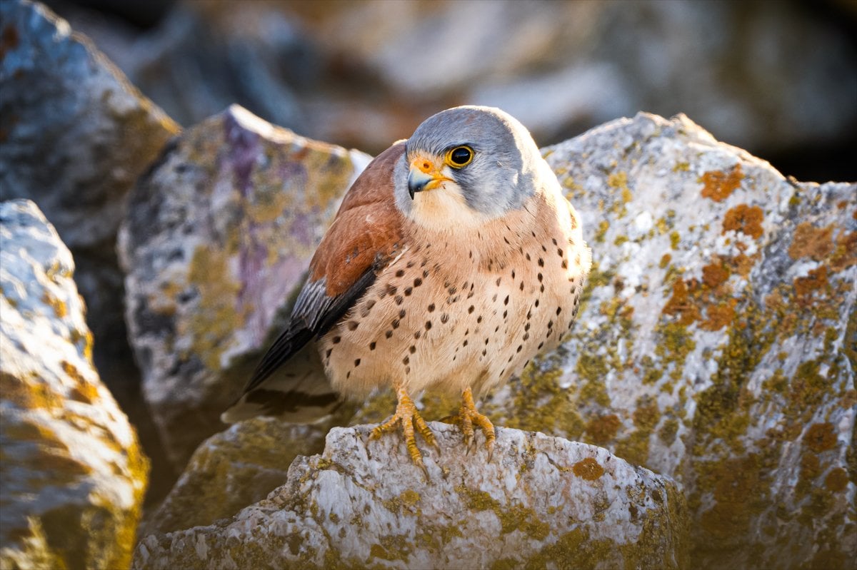 Küçük kerkenezlerin göç yolculuğu: Konya'ya ulaştılar
