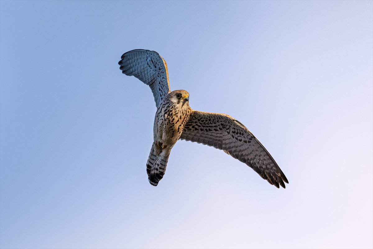 Küçük kerkenezlerin göç yolculuğu: Konya'ya ulaştılar