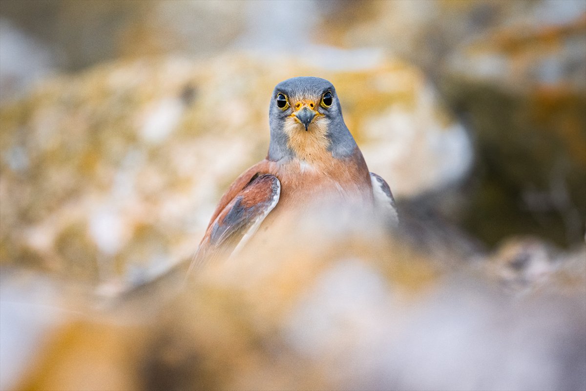 Küçük kerkenezlerin göç yolculuğu: Konya'ya ulaştılar