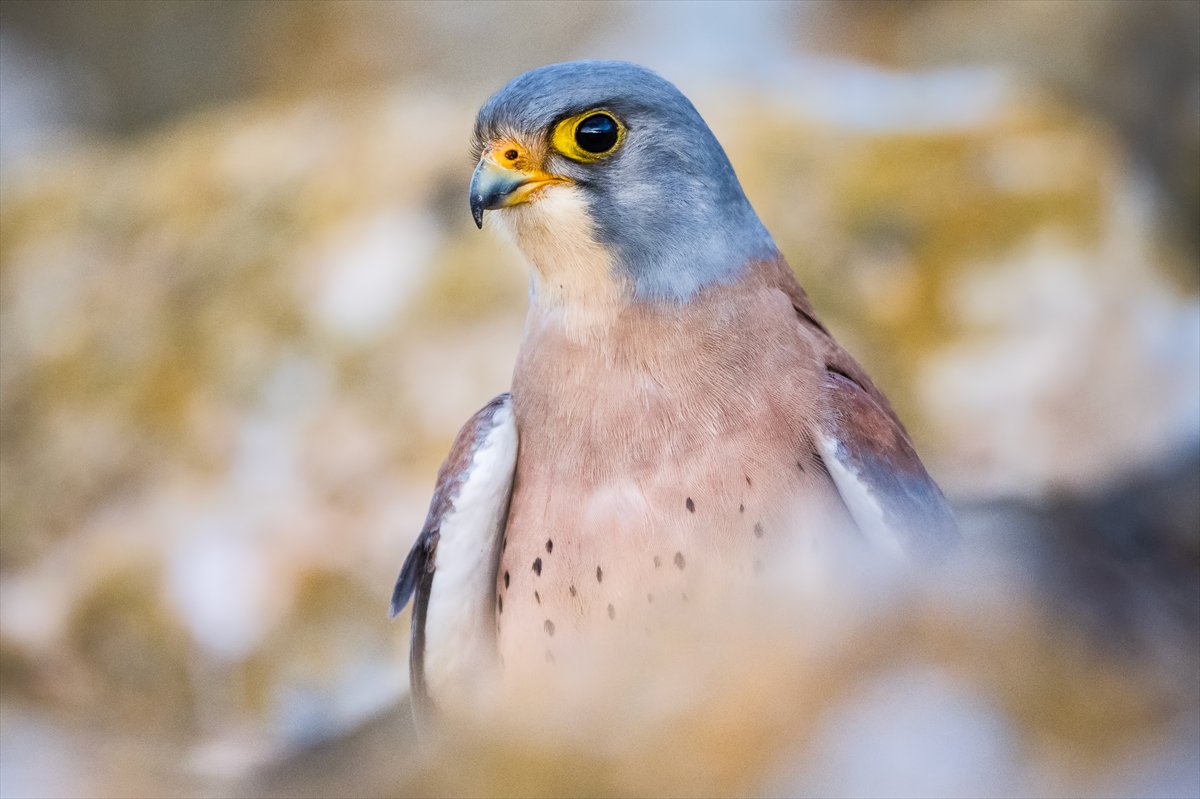 Küçük kerkenezlerin göç yolculuğu: Konya'ya ulaştılar