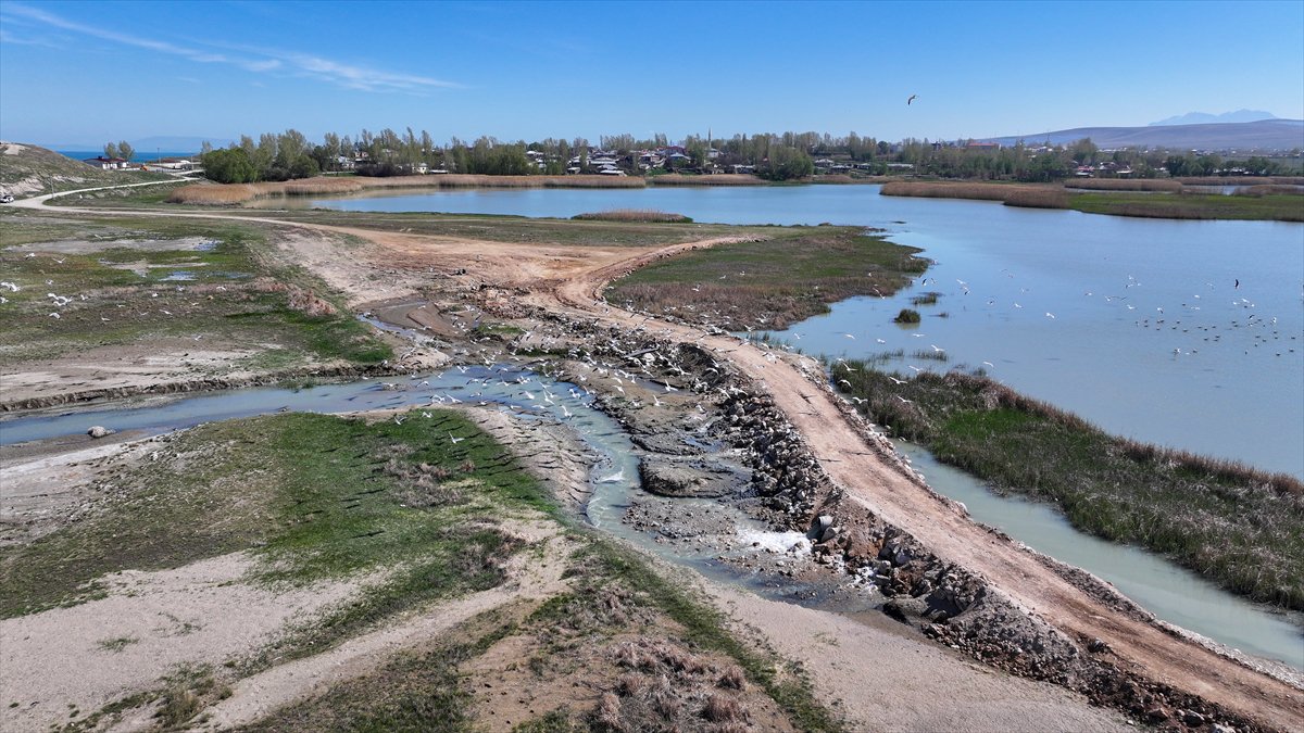 Van'daki kuş cenneti tekrar canlandı