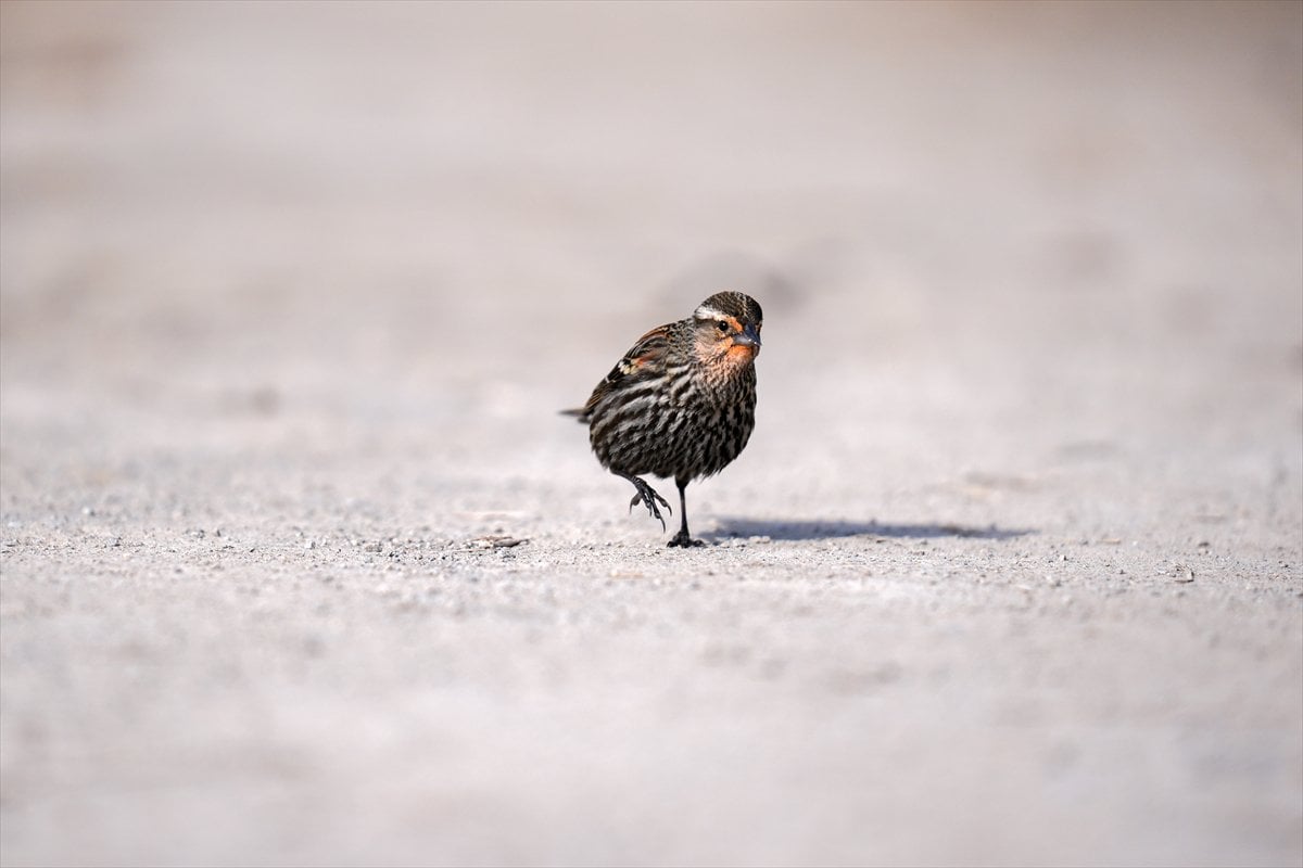 Toronto'daki Humber Bay Parkı'nın kuşları