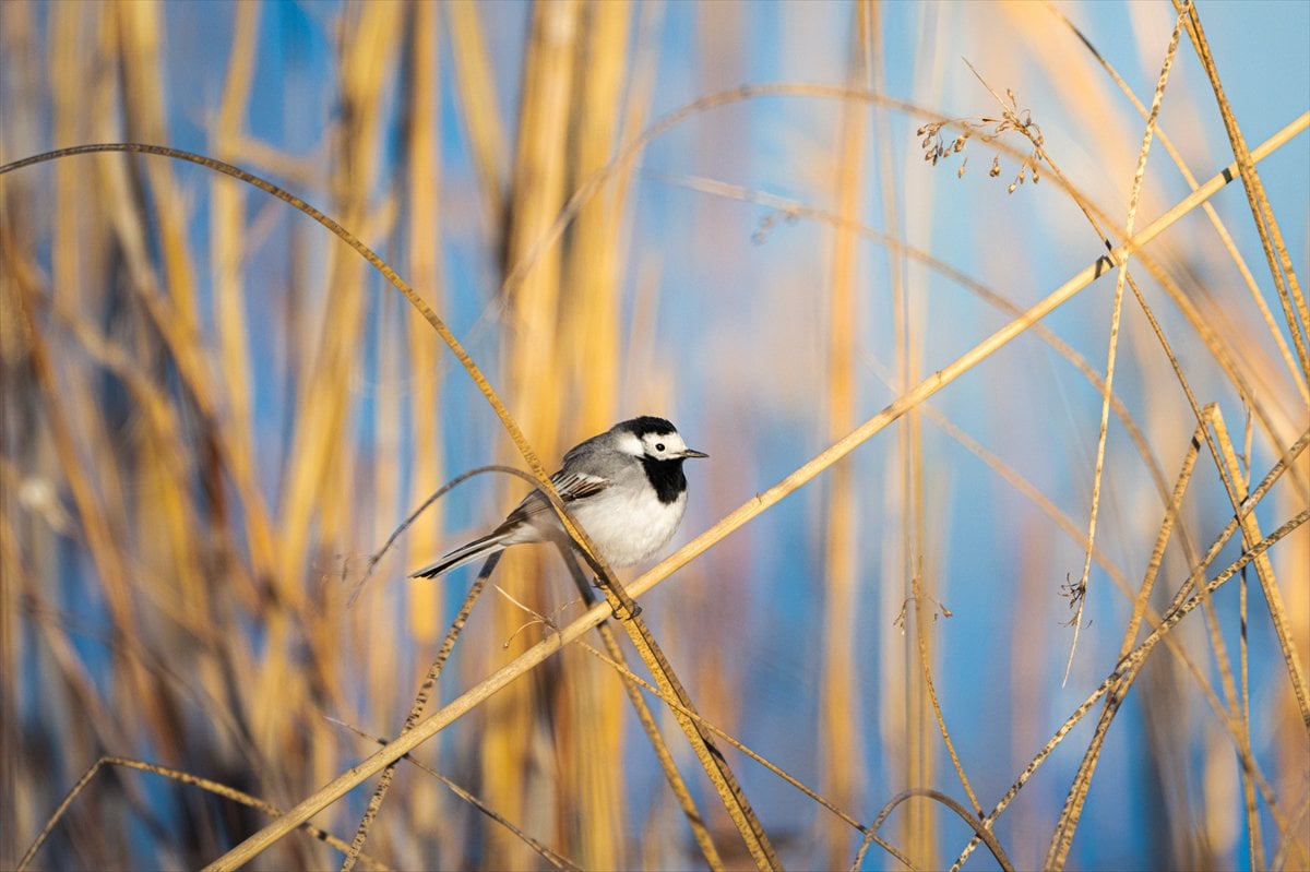 Göçmen kuşların uğrak noktası Mogan Gölü’nde bahar hareketliliği