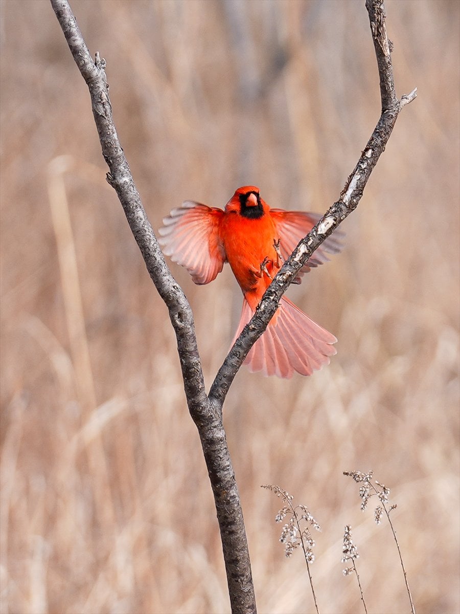 Toronto'daki Humber Bay Parkı'nın kuşları
