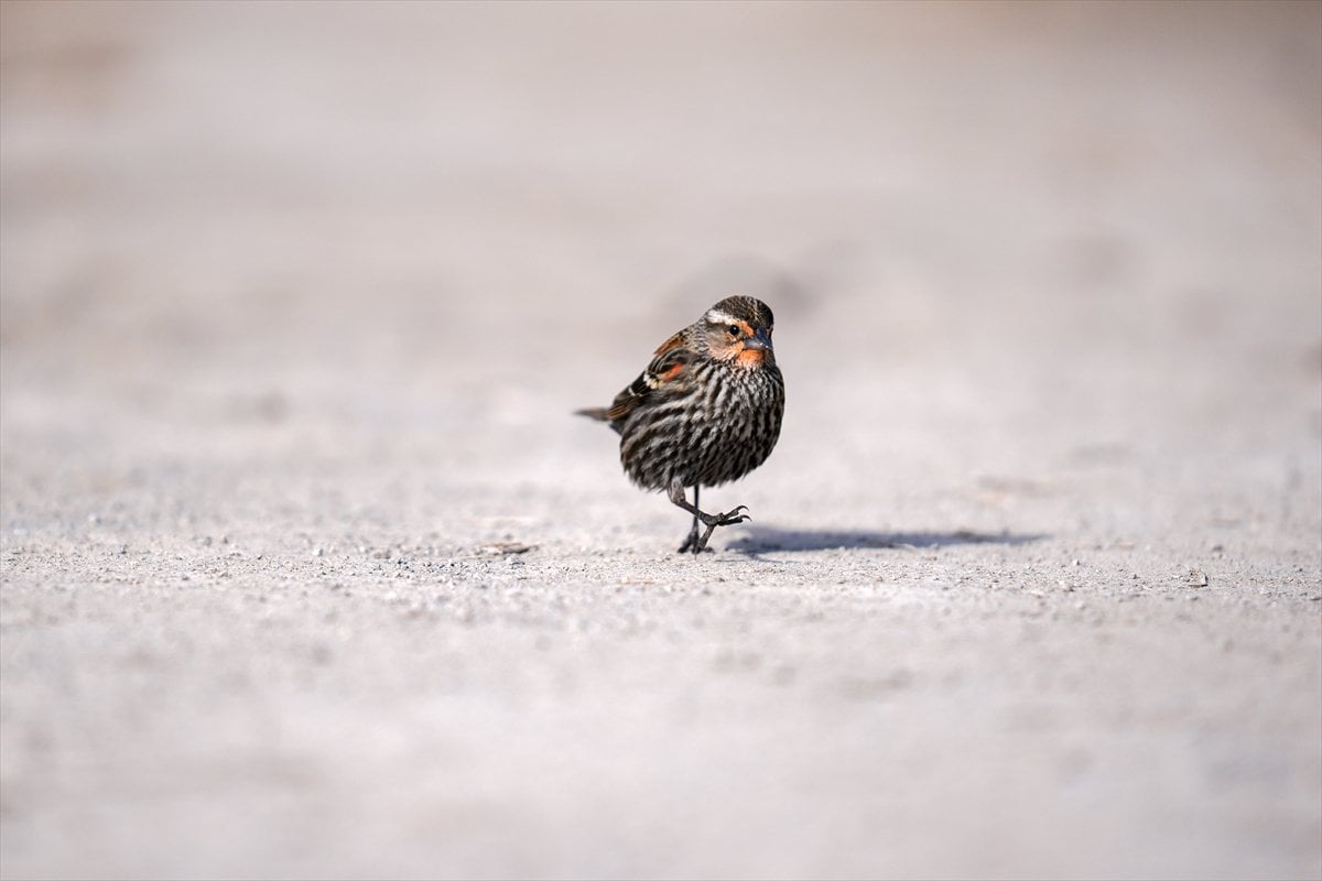 Toronto'daki Humber Bay Parkı'nın kuşları