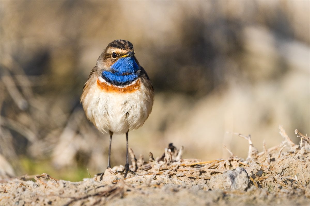 Göçmen kuşların uğrak noktası Mogan Gölü’nde bahar hareketliliği