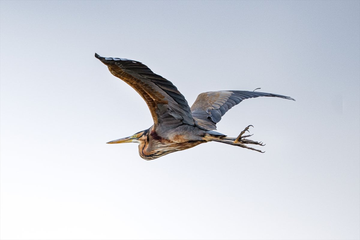 Göçmen kuşların uğrak noktası Mogan Gölü’nde bahar hareketliliği