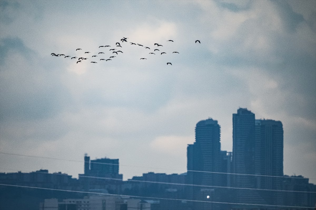 Göçmen kuşların uğrak noktası Mogan Gölü’nde bahar hareketliliği