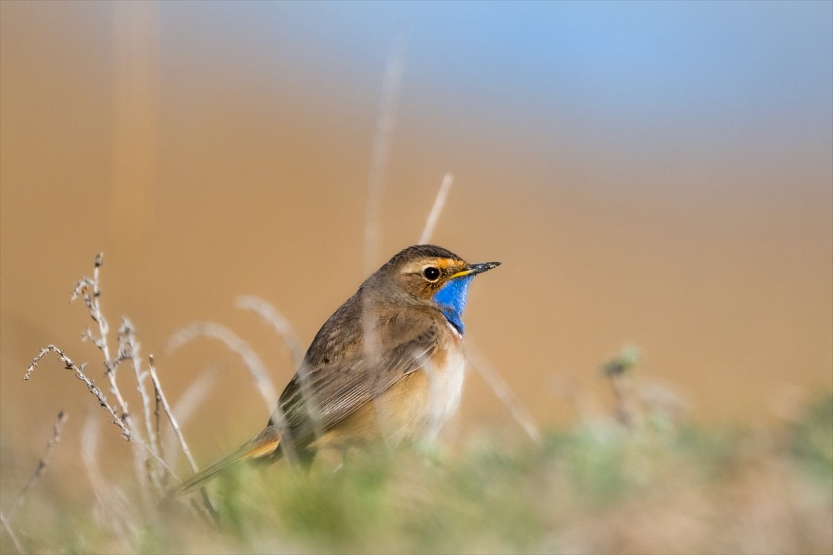 Göçmen kuşların uğrak noktası Mogan Gölü’nde bahar hareketliliği