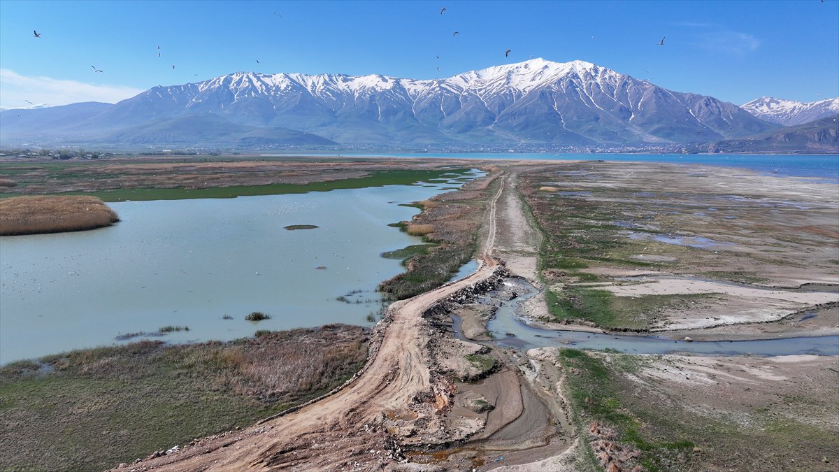 Van'daki kuş cenneti tekrar canlandı