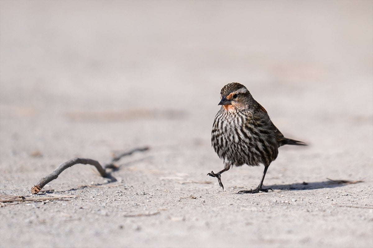 Toronto'daki Humber Bay Parkı'nın kuşları