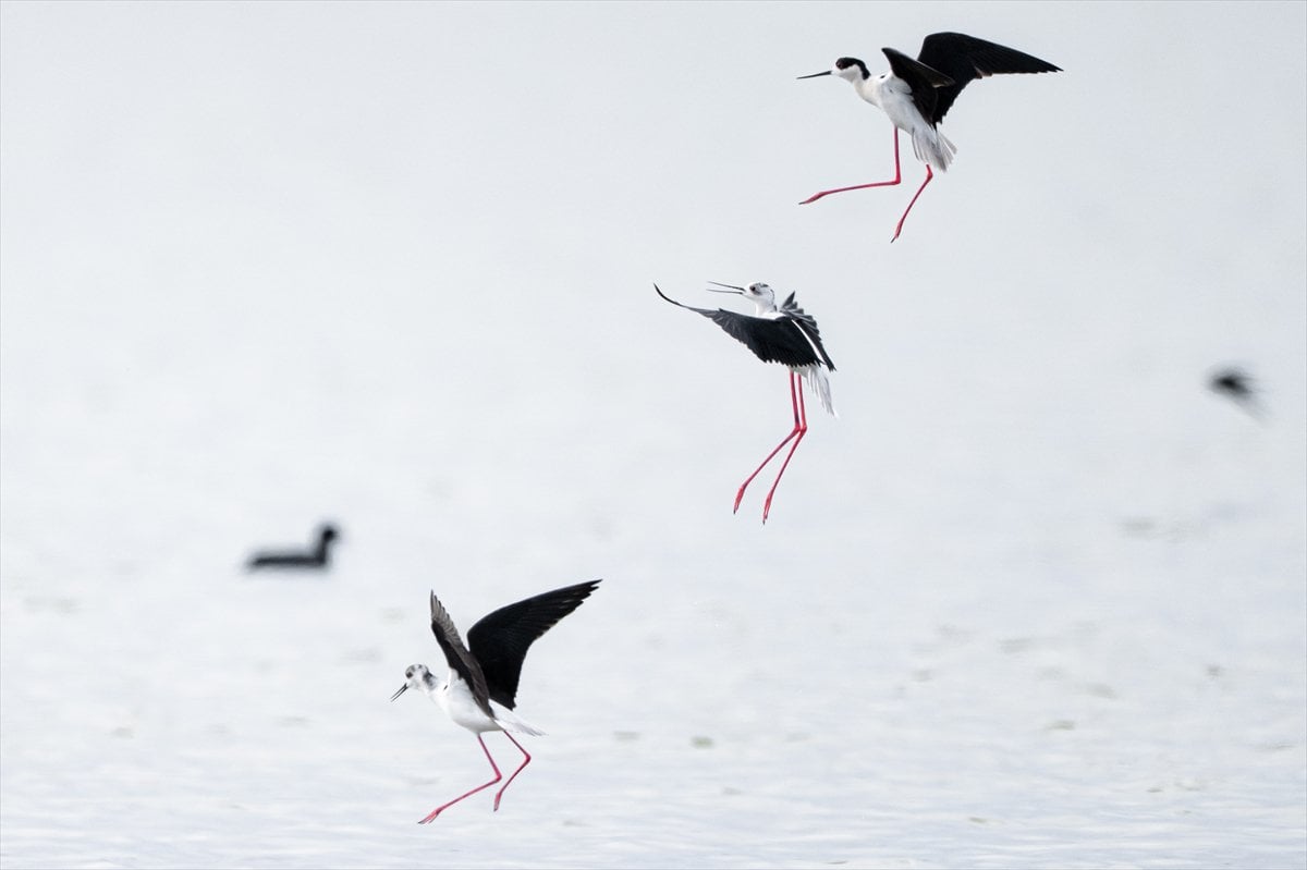 Göçmen kuşların uğrak noktası Mogan Gölü’nde bahar hareketliliği