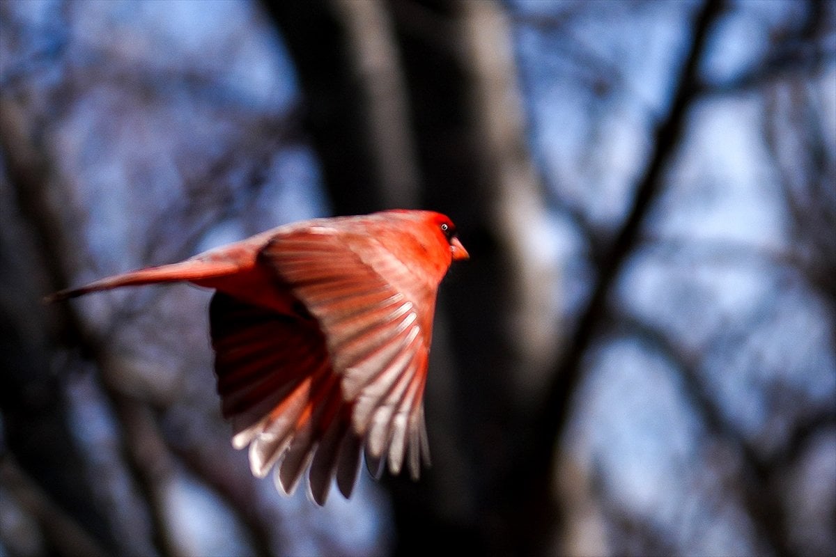 Toronto'daki Humber Bay Parkı'nın kuşları