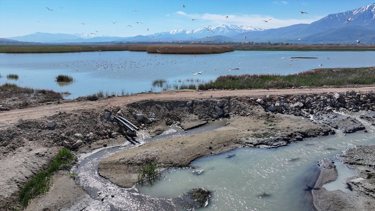 Van'daki kuş cenneti tekrar canlandı