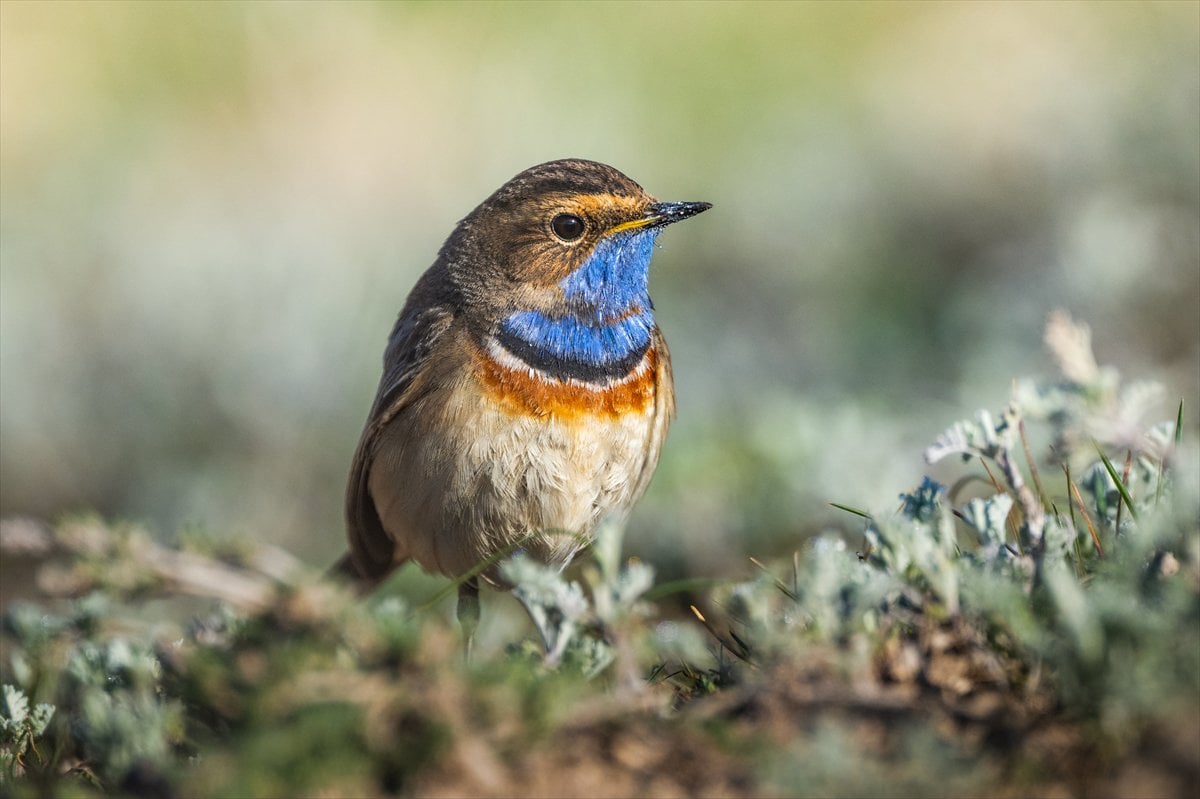 Göçmen kuşların uğrak noktası Mogan Gölü’nde bahar hareketliliği