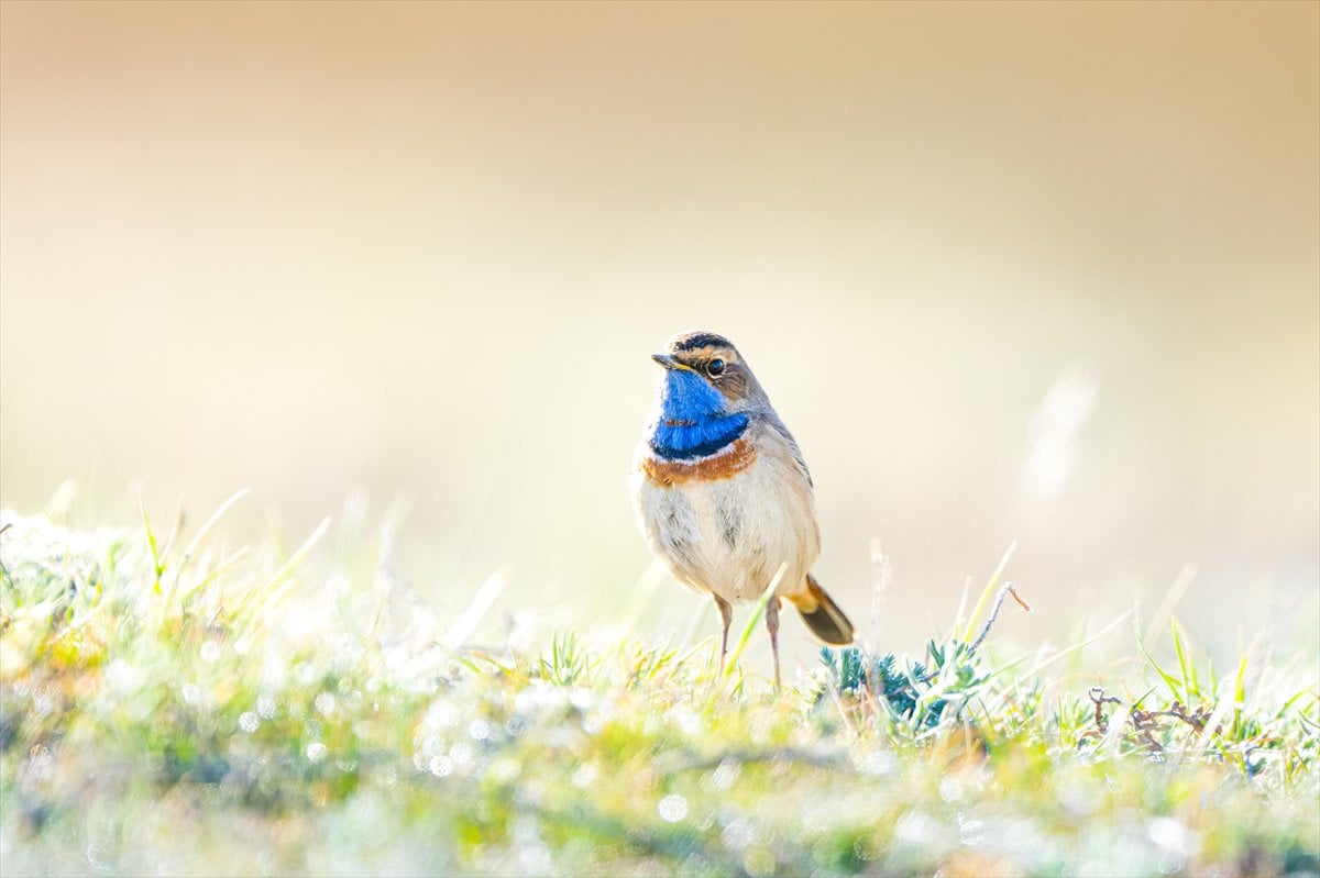 Göçmen kuşların uğrak noktası Mogan Gölü’nde bahar hareketliliği
