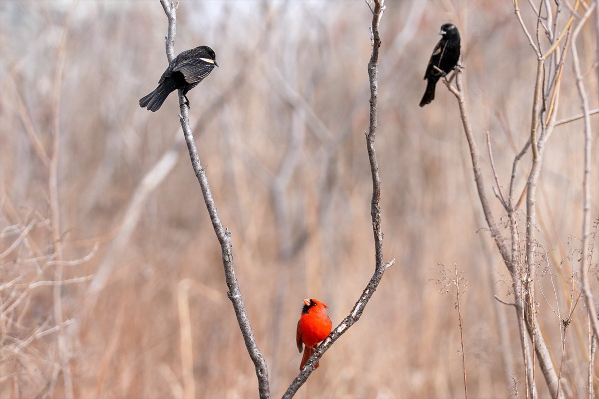 Toronto'daki Humber Bay Parkı'nın kuşları