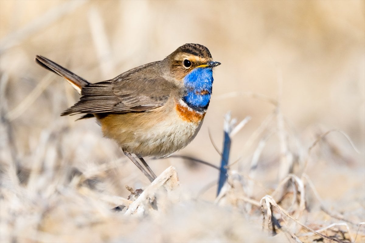 Göçmen kuşların uğrak noktası Mogan Gölü’nde bahar hareketliliği