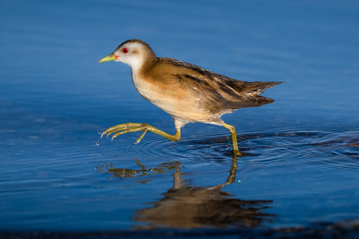 Göçmen kuşların uğrak noktası Mogan Gölü’nde bahar hareketliliği