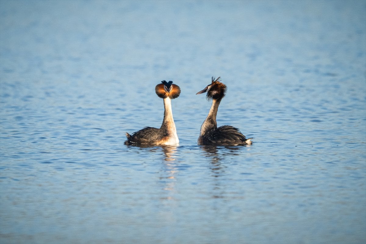 Göçmen kuşların uğrak noktası Mogan Gölü’nde bahar hareketliliği