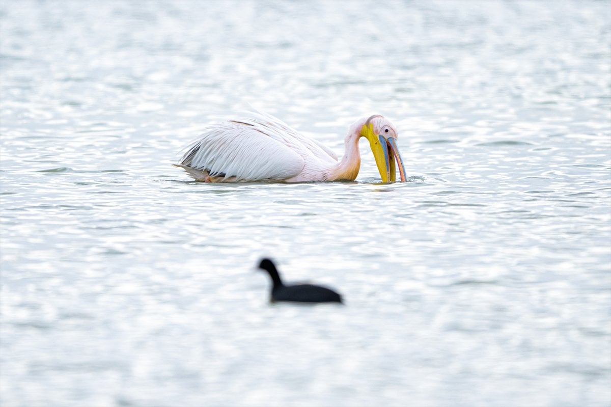 Göçmen kuşların uğrak noktası Mogan Gölü’nde bahar hareketliliği