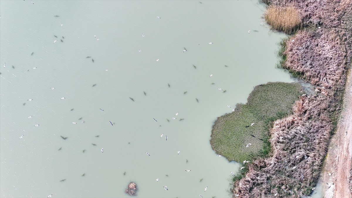 Van'daki kuş cenneti tekrar canlandı