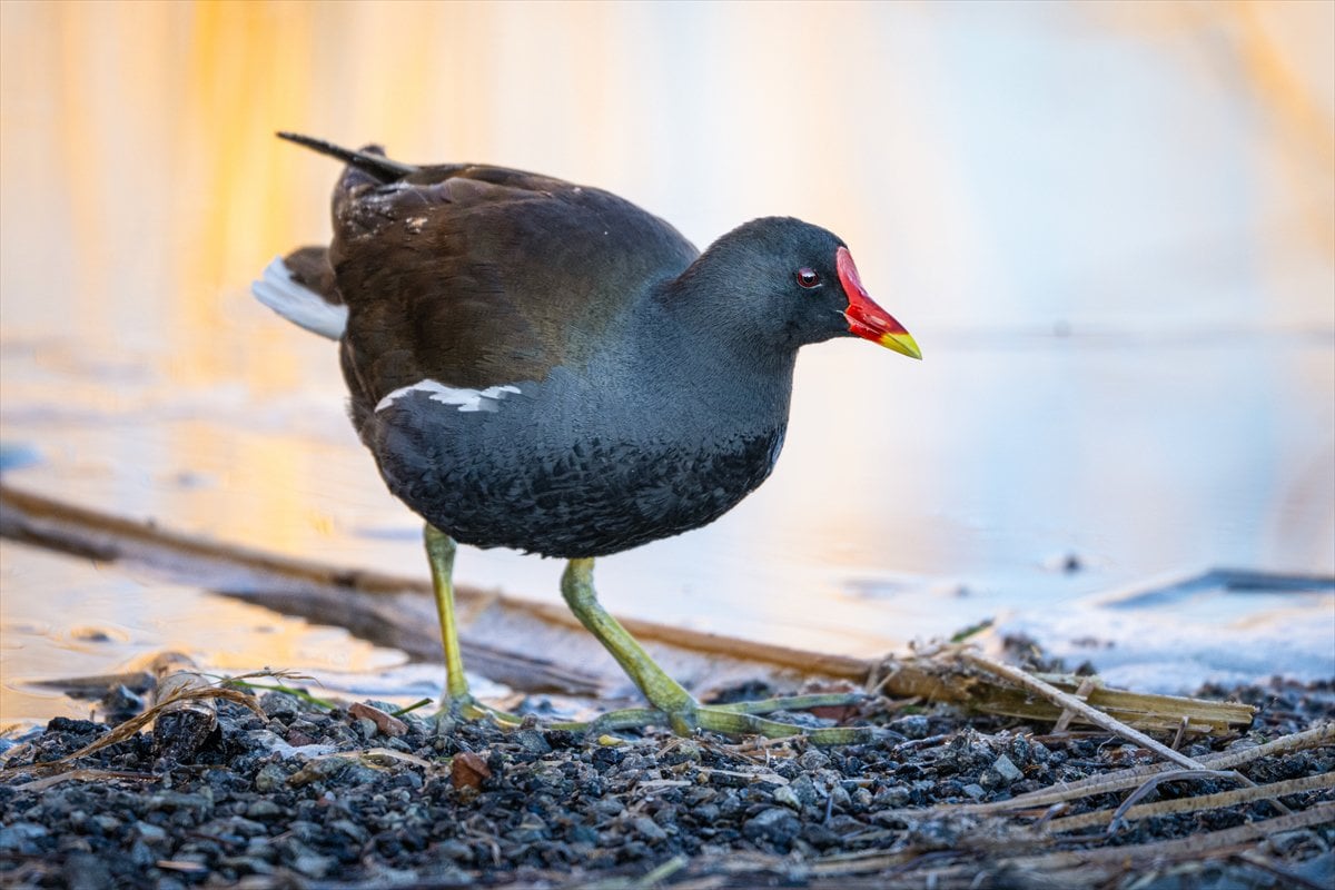 Göçmen kuşların uğrak noktası Mogan Gölü’nde bahar hareketliliği