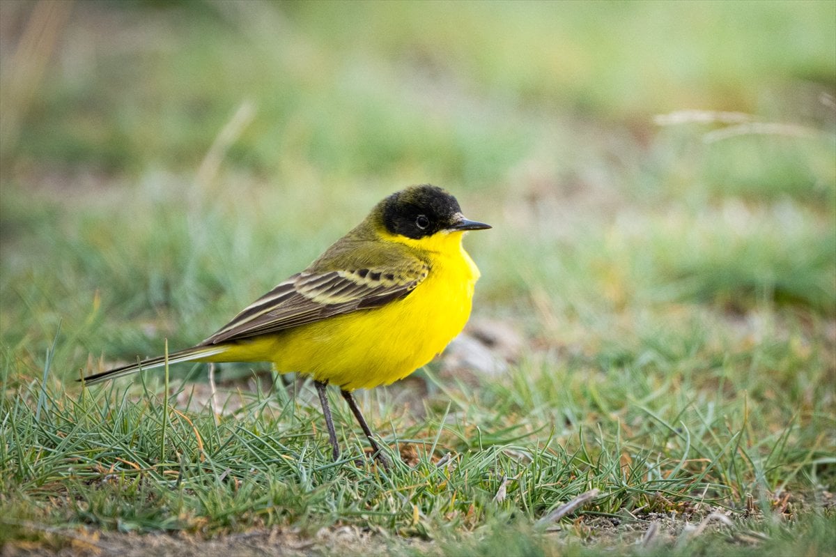 Göçmen kuşların uğrak noktası Mogan Gölü’nde bahar hareketliliği