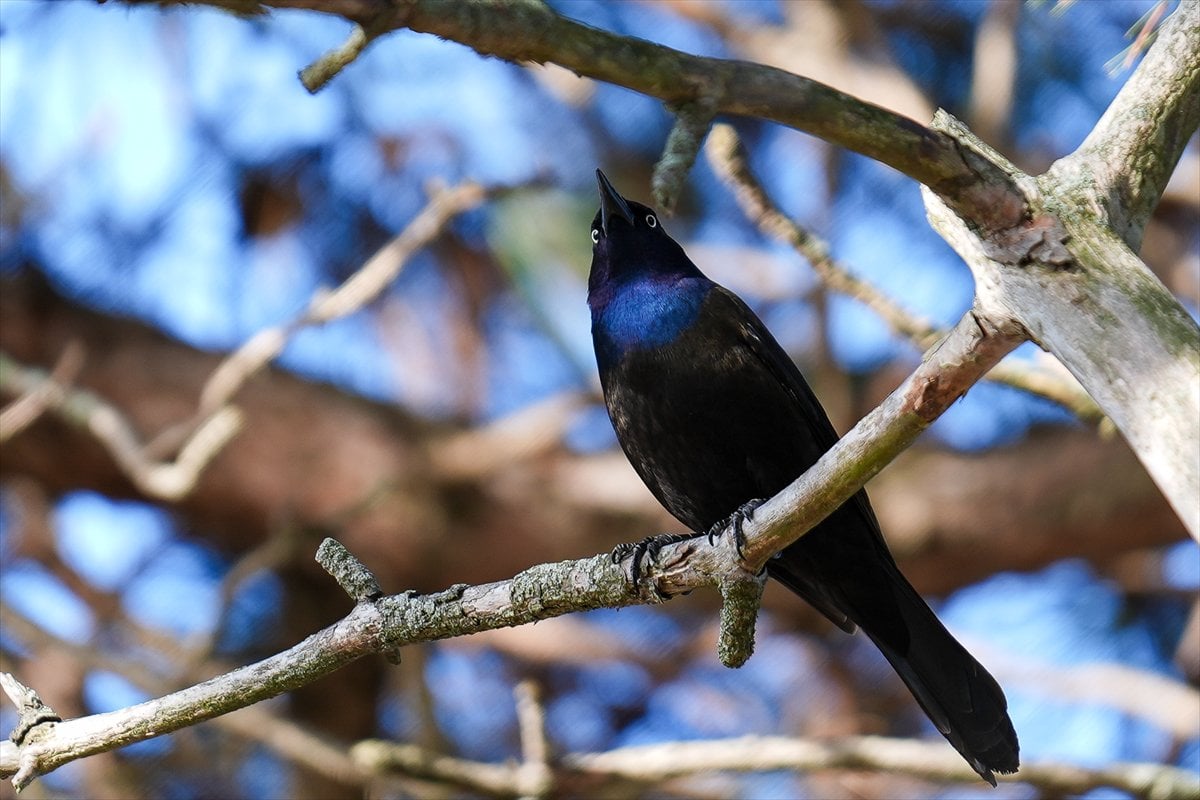 Toronto'daki Humber Bay Parkı'nın kuşları