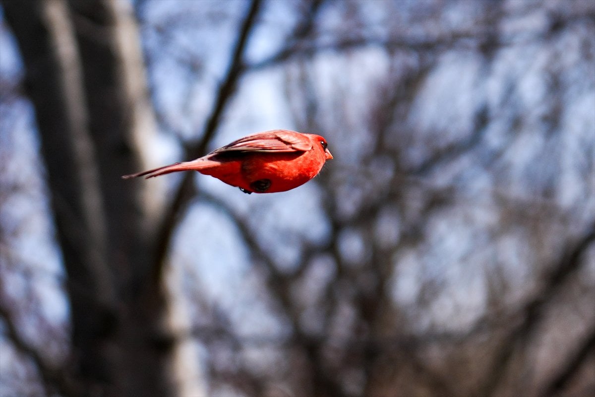 Toronto'daki Humber Bay Parkı'nın kuşları