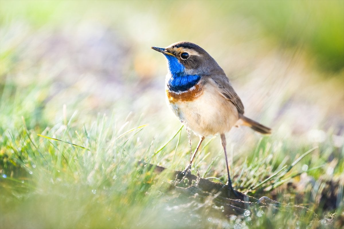 Göçmen kuşların uğrak noktası Mogan Gölü’nde bahar hareketliliği