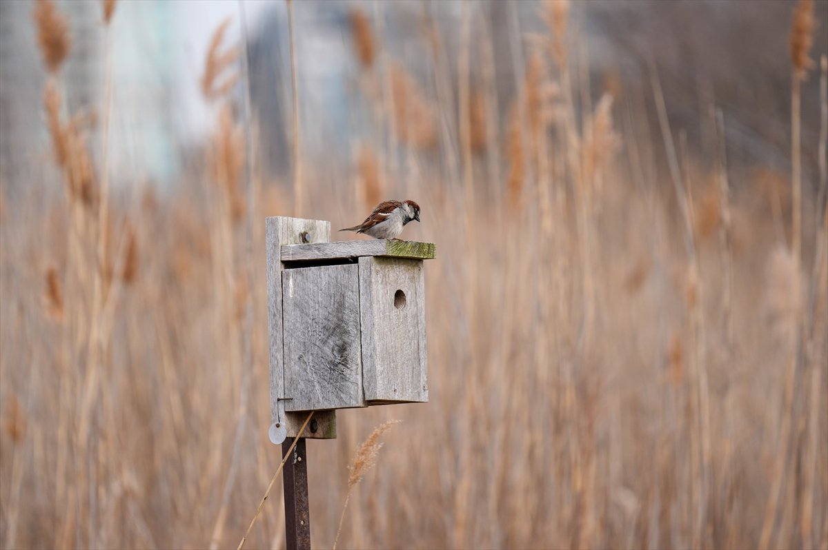 Toronto'daki Humber Bay Parkı'nın kuşları